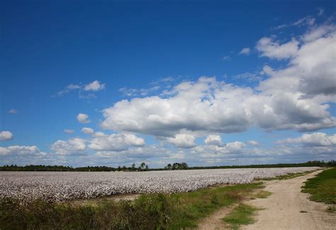 Sweet Southern Days The Cotton Fields Of South Georgia