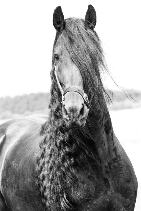 The Fascinating History Of The Amazing Friesian Horse Breed
