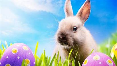 Bunny Spring Easter Desktop 1080p Wallpapersafari