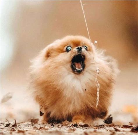 30 Funniest Pomeranians To Brighten Your Day The Paws