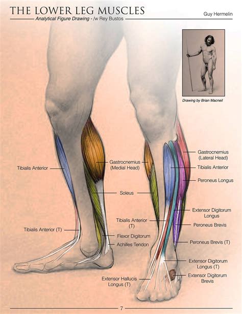 The Lower Leg Muscles Are Labeled In This Diagram