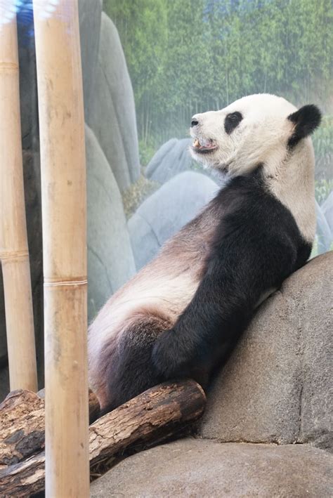 Memphis Zoo Male Panda Memphis Zoo Panda Cute Animals