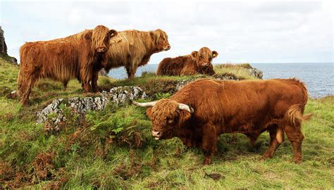 Scottish Highland Cattle Grazing Photograph By Bruce Beck