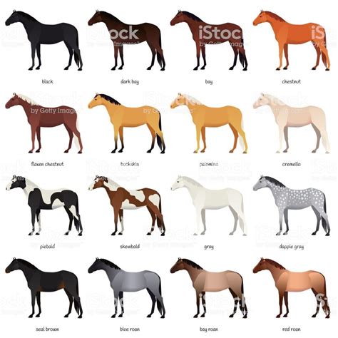 Cm Horse Trailer Paint Colors Gray Thoroughbred Horses Yositamusni