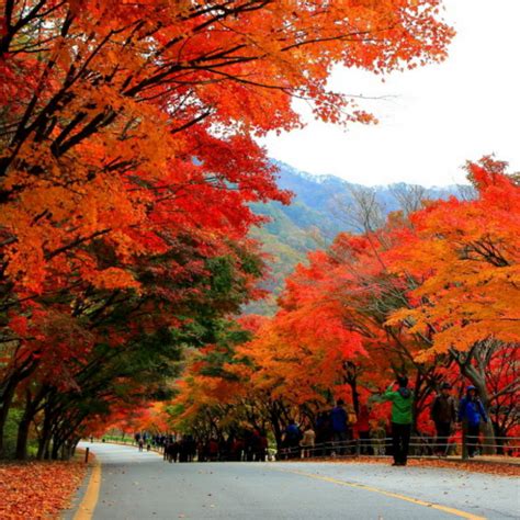 4 672 autumn korea stock video clips in 4k and hd for creative projects. UP TO 47%, 2020 Korea Fall Foliage) Mt. Naejangsan ...