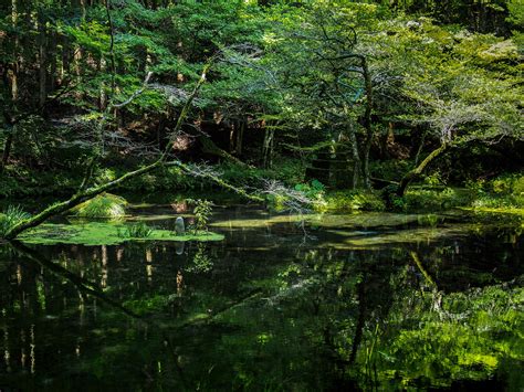 Free Images Tree Swamp Wilderness Leaf River Valley Pond