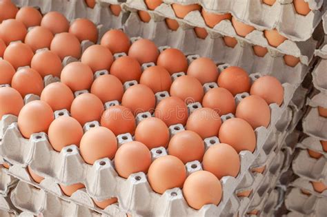 Trays With Chicken Eggs On Storage Stock Image Image Of Color