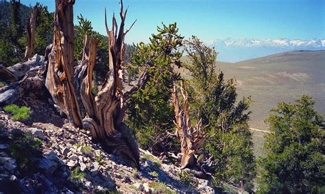 Ancient Bristlecone Pine Tree Composition 10 Inyo National Forest