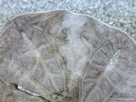 How To Identify Differences Between Live And Dead Sand Dollars I Love