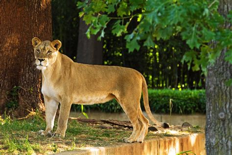 Lioness Free Photo Download Freeimages