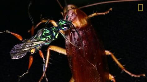 Til This Wasp Turns Prey Into Zombies National Geographic Society