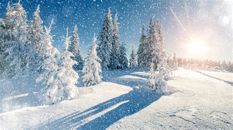 2560x1440 Winter Trees Snow Season 1440p Resolution Wallpaper Hd