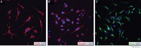 Humanmouserat Neural Progenitor Cell Marker Antibody Panel Sc025