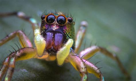 Seven New Species Of Peacock Spiders Discovered In Australia Ordo News