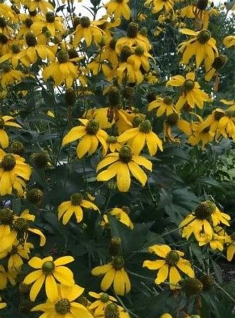 Rudbeckia Laciniata Giant Coneflower Plant Perennial Yellow Sunflower