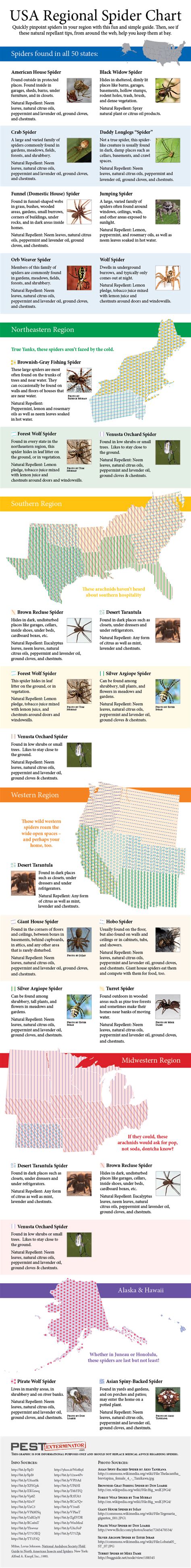 Usa Spider Identification Chart Visually