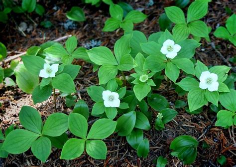Bunchberry Dogwood Plants - How To Grow Bunchberry Ground Cover