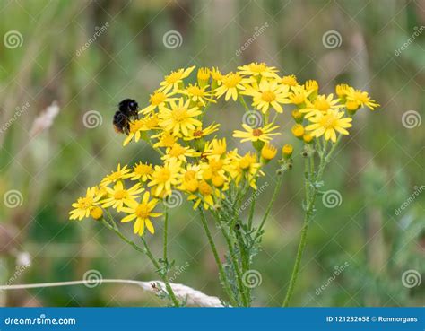Honey Bee On A Wild Flower Stock Photo Image Of Fertilisation 121282658