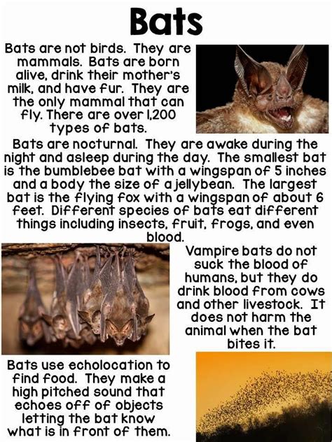 Bat Facts Printable