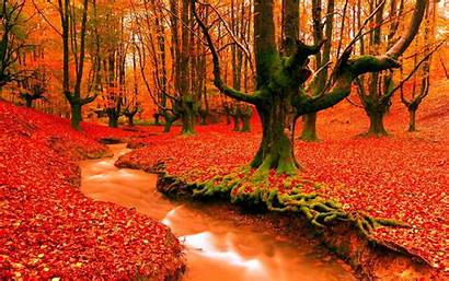 Fall Autumn Season Leaves Nature Forest Landscape
