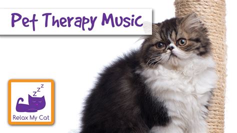 Sleepy Animals Pet Therapy Music Relaxing Music For Cats