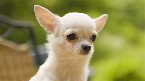Chihuahuas might be one of the smallest breeds in the world so that royal canin breed health nutrition makes the best dog food for chihuahuas with. Top 5 Best Dog Food For Chihuahua - The Pet Town