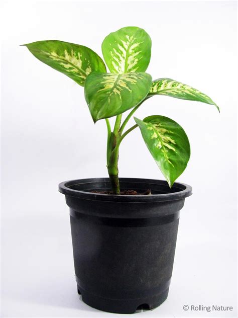 Dieffenbachia A Broad Leaved Foliage Plant With Thick Succulent Stems