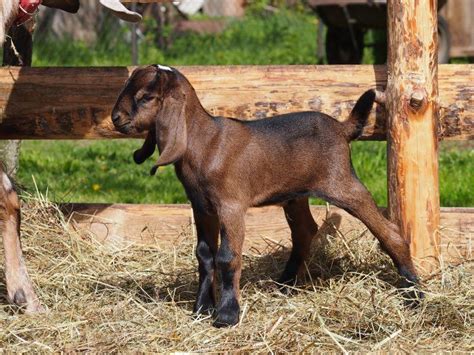 Nubian Goat Breeds List
