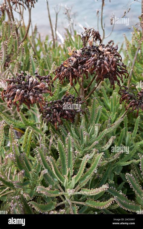 Succulent Plants Of Kalanchoe Houghtonii Stock Photo Alamy