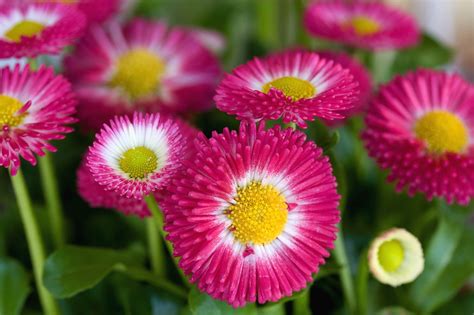 Pink Daisy Flowers Iwth Yellow Center Hi Res 720p Hd