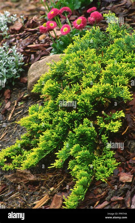 Juniper Juniperus Horizontalis Mother Lode Stock Photo Alamy