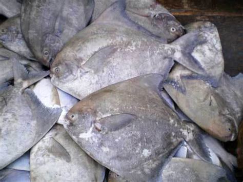 Chinese Pomfret Fish At Best Price In Visakhapatnam By Ashraya Marine