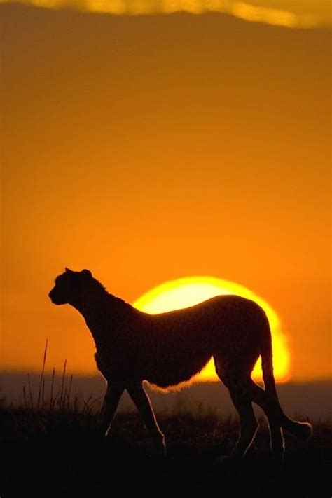 Cheetah In Sunset Animals Pinterest
