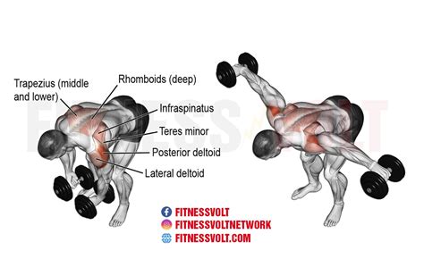 Dumbbell Lateral Raise Dumbbell Seated Rear Lateral Raise Fit