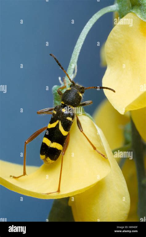 Wasp Beetle Clytus Arietis Climbing Flower Stock Photo Alamy