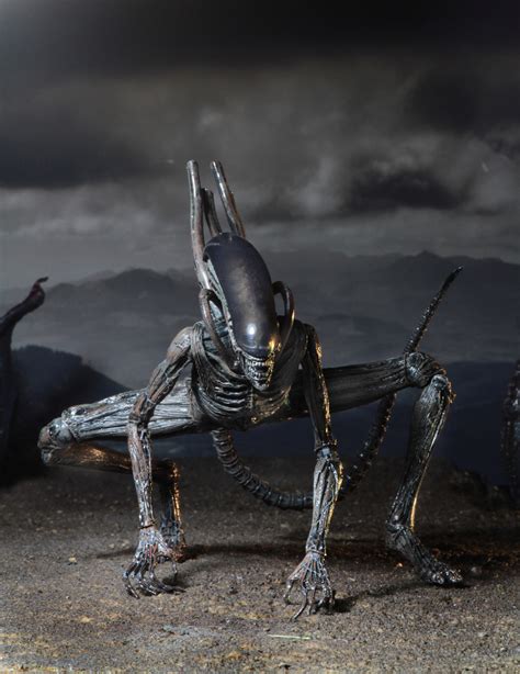 Have we fully prepared ourselves for who may be the biomechanical xenomorph baby momma? NECA Reveals Neomorph & Xenomorph Alien Covenant Figures ...