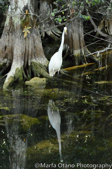Wading Bird In The Everglades Smithsonian Photo Contest