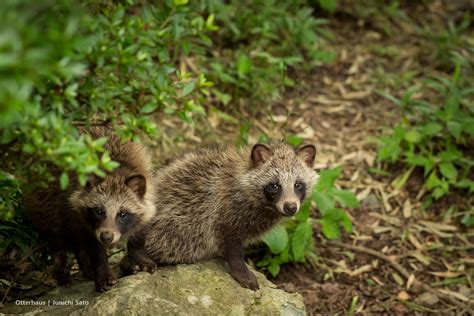 Raccoon Dog Nyctereutes Procyonoides Morioka Zoological Flickr