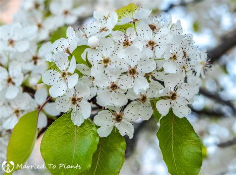 A Flowering Evergreen Pear Tree Pyrus Kawakami Tells Us