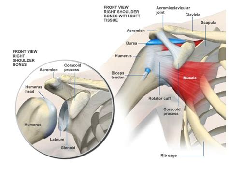 The shoulder is not a single joint, but a complex arrangement of bones, ligaments, muscles, and tendons that is better called the shoulder girdle. Anatomy of the Shoulder - Florida Medical Clinic - Orthopaedic Surgery - Sports Medicine and ...