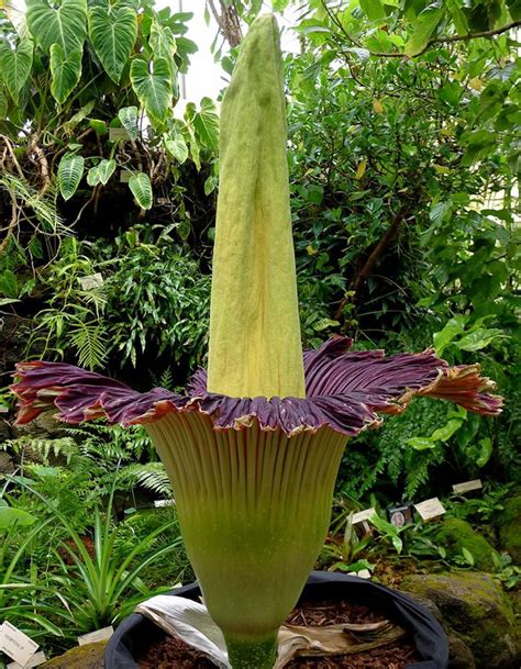 An amorphophallus titanum (aka #stinkyplant) bloomed the evening of sept. Trudy the corpse flower blooms at UC Botanical Gardens ...