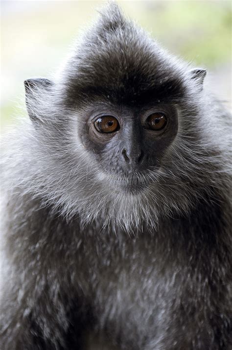 Lutong Jenis Jenis Monyet Di Malaysia 2 Didiane Leblanc