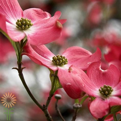In fact, millions of seedlings and budded trees are produced every year for commercial nurseries around the country. Pink Flowering Dogwood Branches | Wholesale Flowers & DIY ...