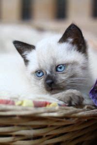 Siamese cats are highly active cats that demand love and attention. Are Siamese Mix Cats Good Pets (Everything You Need To ...