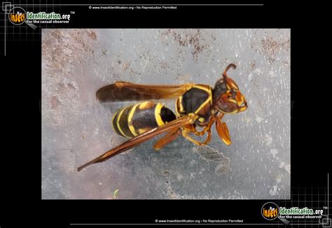 Paper Wasp Queen Identification