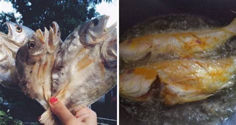 Peribahasa seperti ikan kena tuba merupakan peribahasa berbahasa indonesia yang dimulai dengan huruf s. Isteri Kena Pandai Kurangkan Rasa Masin Ketika Masak Ikan ...