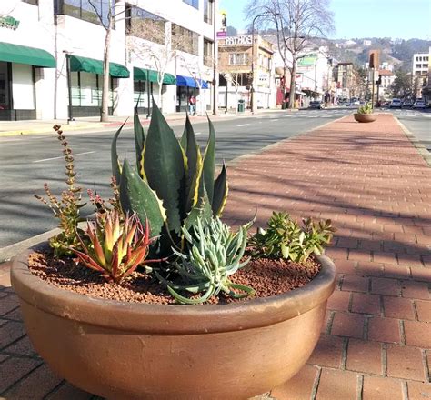 We take the time to grow a healthy plant. Bay Area Garden Designs and Installations - Cactus Jungle