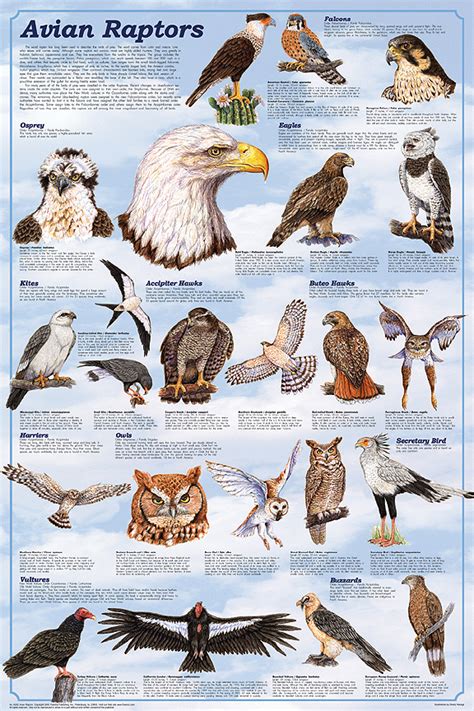 Avian Raptors Poster The Birds Of Prey Hawk Eagle Buzzard Falcon