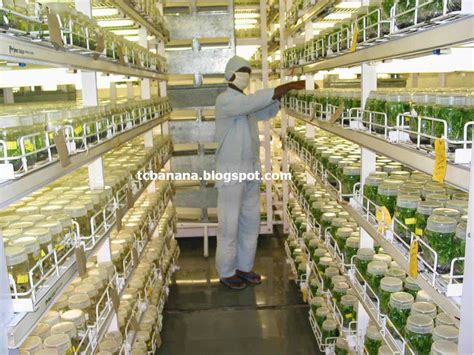 How To Select Good Quality Tissue Culture Plants And The Supplying