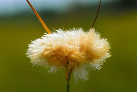 Eriophorum Virginicum Cotton Grass Rusty Cottongrass Tawny